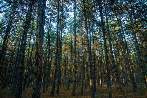 Dense forest 2